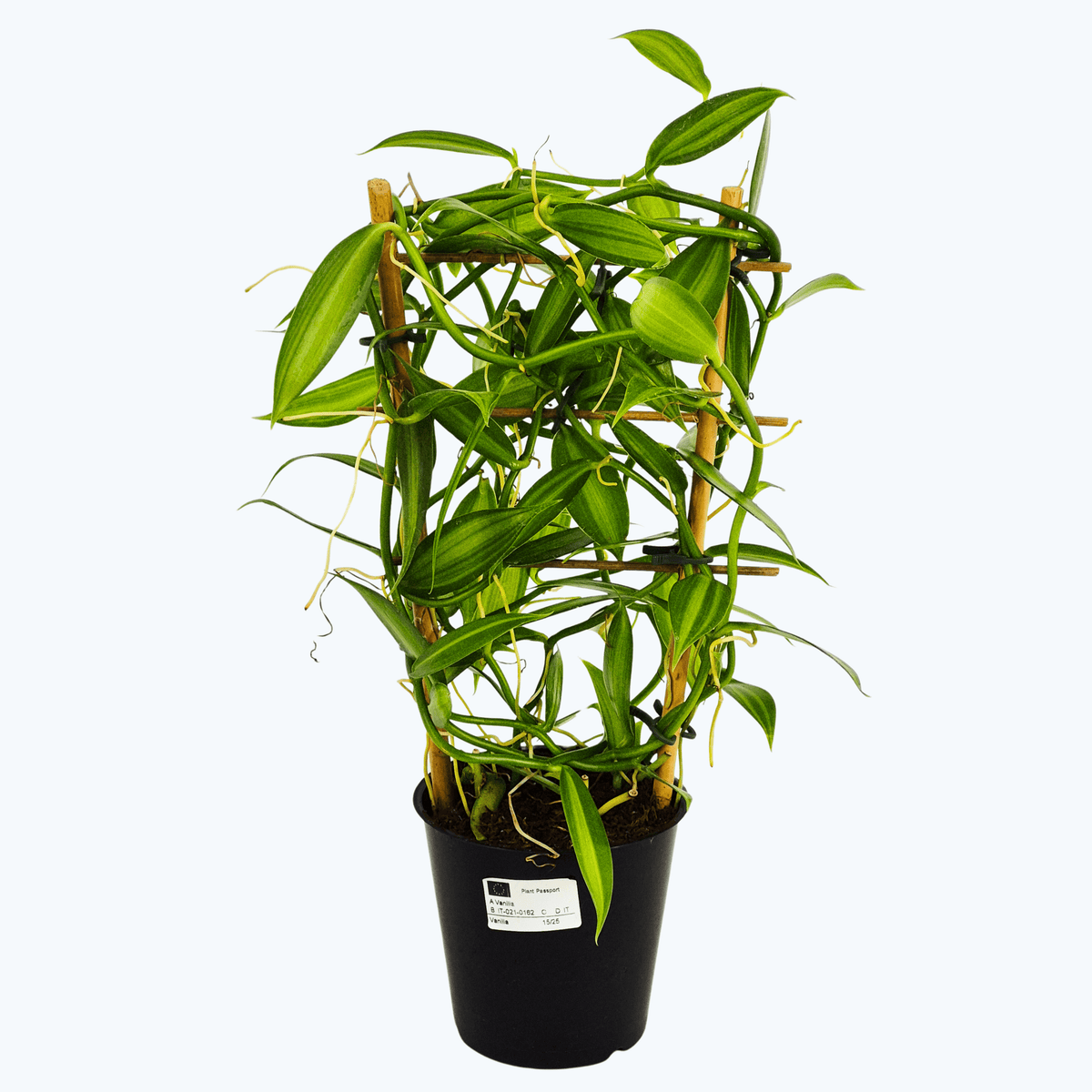 Vanilla planifolia im 12 cm Topf