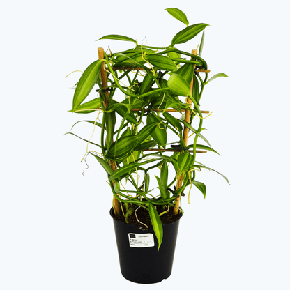 Vanilla planifolia im 12 cm Topf
