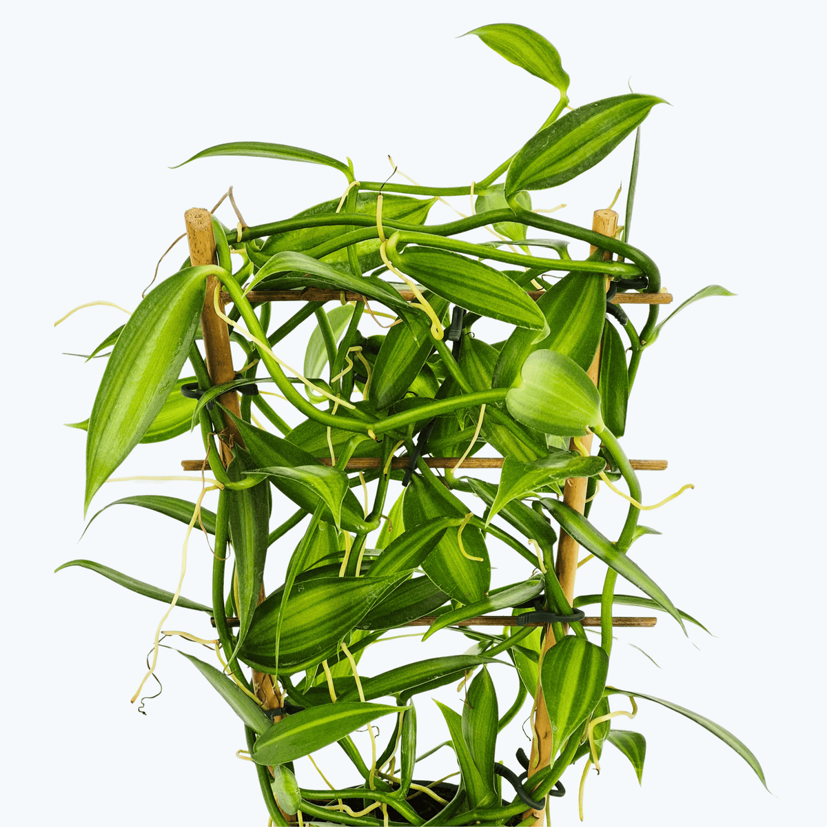 Vanilla planifolia im 12 cm Topf