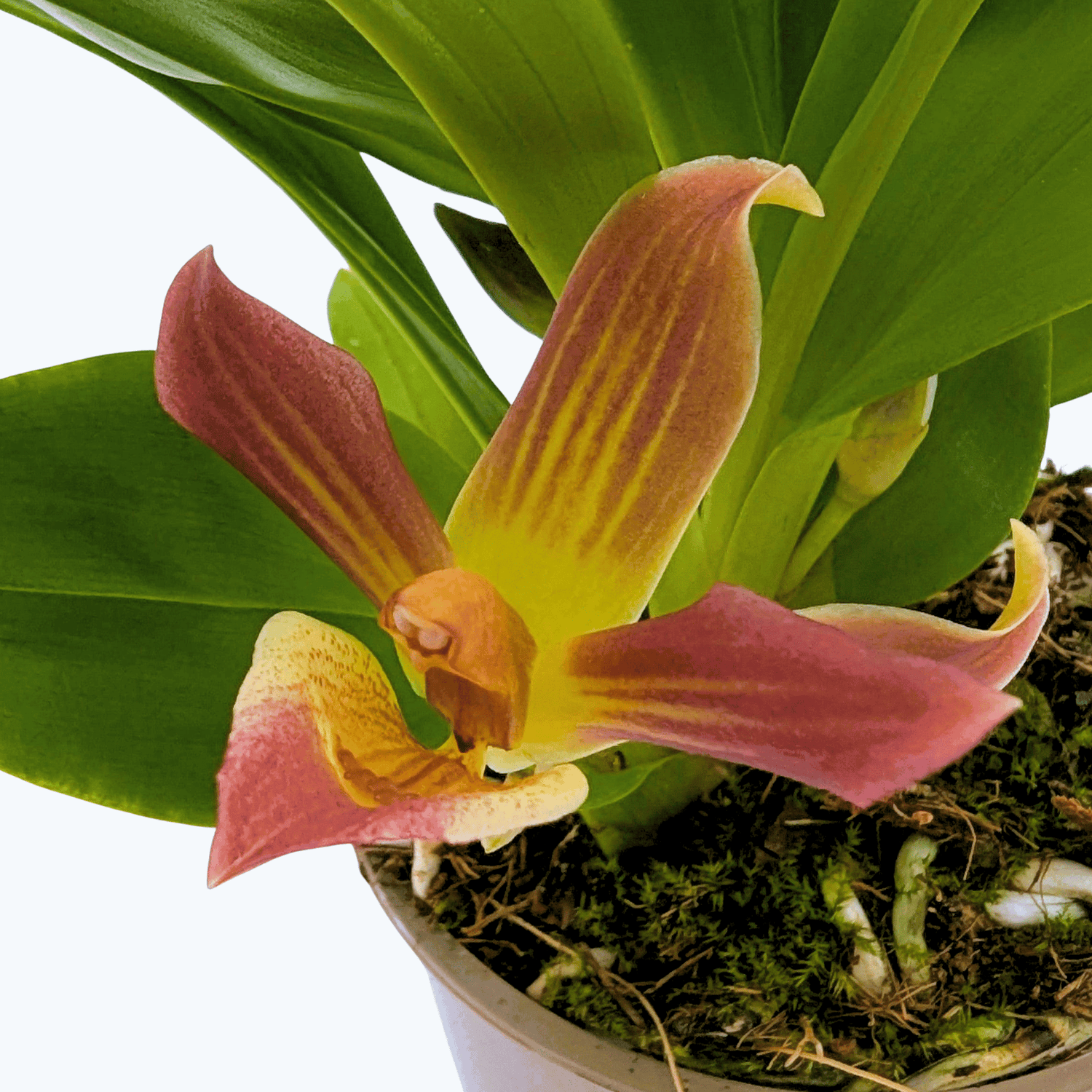 Cochleanthes Hybride mit rot-braunen Blüten im 9cm Topf