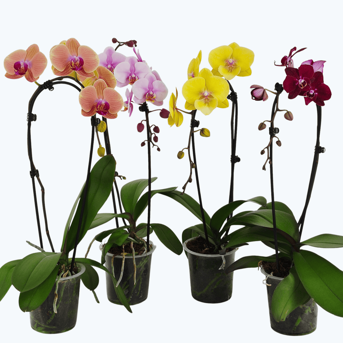 Wasserfall Phalaenopsis in verschiedenen Farben mit 1 Rispe