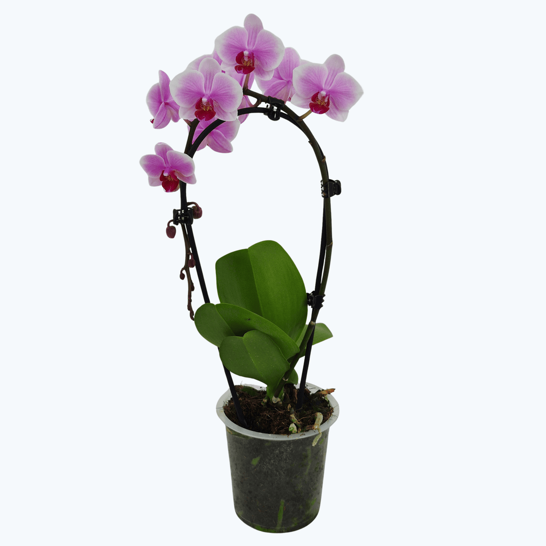 Wasserfall Phalaenopsis in verschiedenen Farben mit 1 Rispe