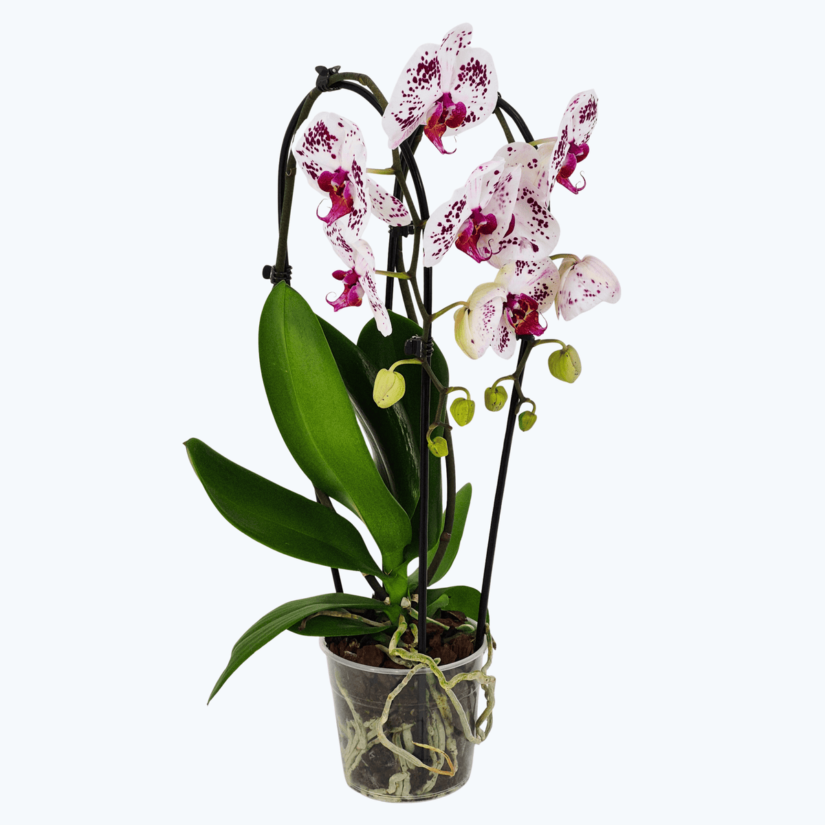 Wasserfall Phalaenopsis weiß mit violetter Zeichnung und 2 Rispen