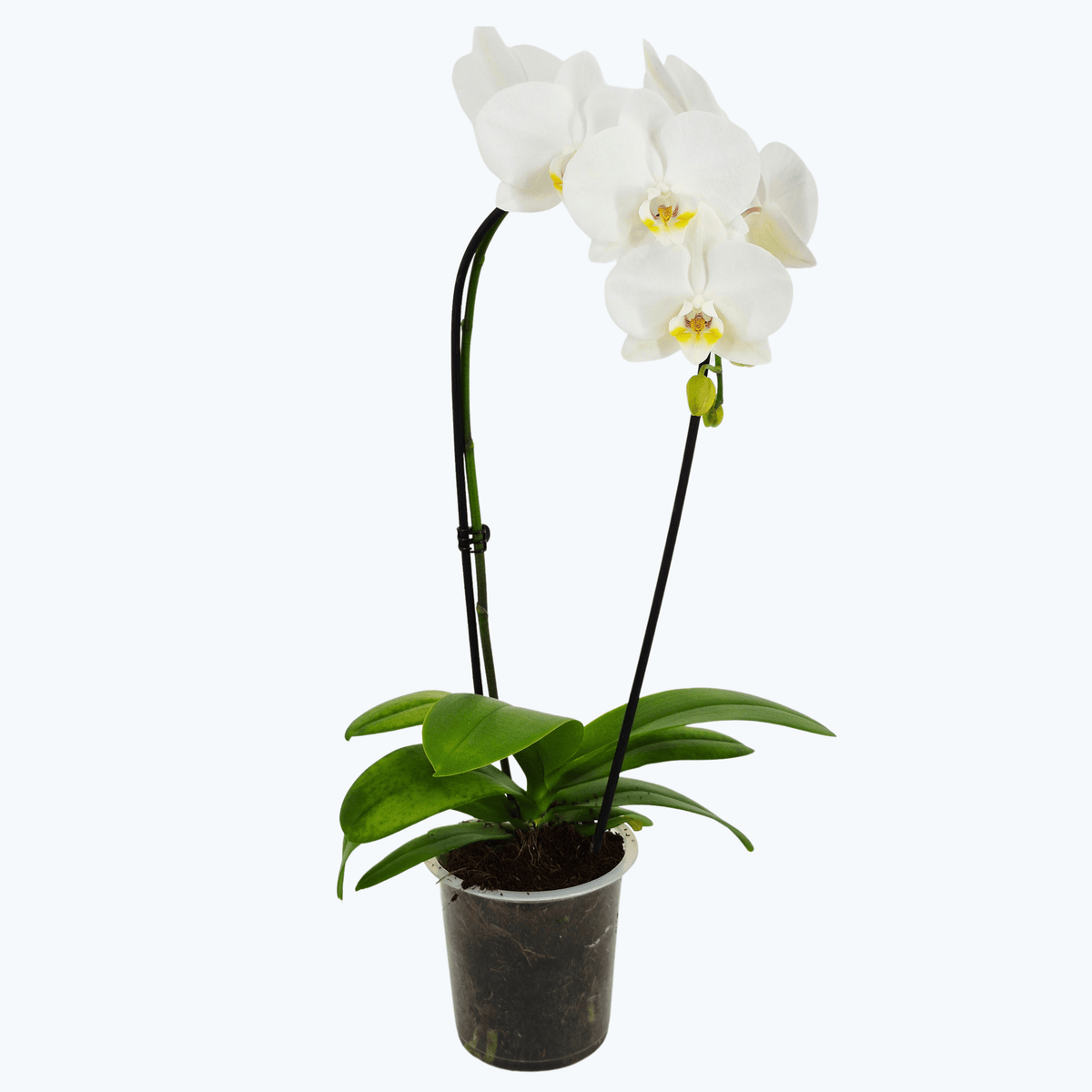 Wasserfall Phalaenopsis Weiß mit weißen Blüten und 1 Rispe und 10+ Blüten