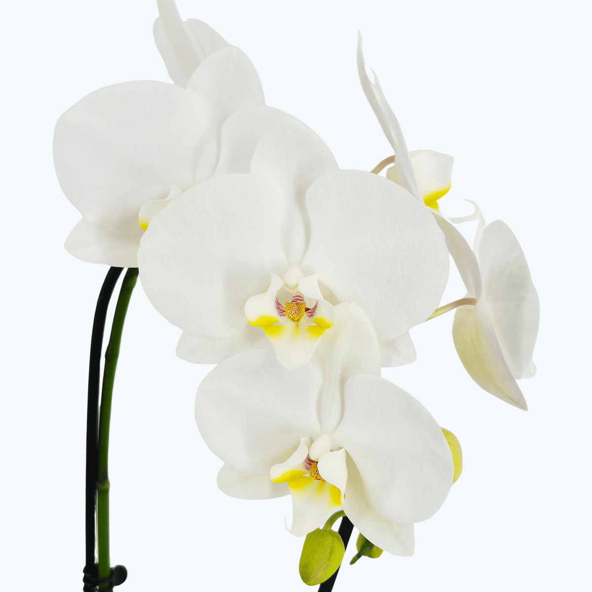 Wasserfall Phalaenopsis Weiß mit weißen Blüten und 1 Rispe und 10+ Blüten