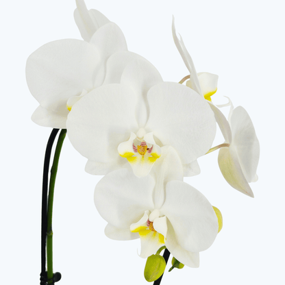 Wasserfall Phalaenopsis Weiß mit weißen Blüten und 1 Rispe und 10+ Blüten