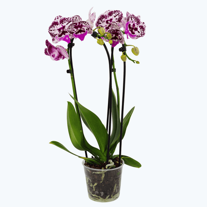 Wasserfall Phalaenopsis weiß mit violetter Zeichnung und 2 Rispen