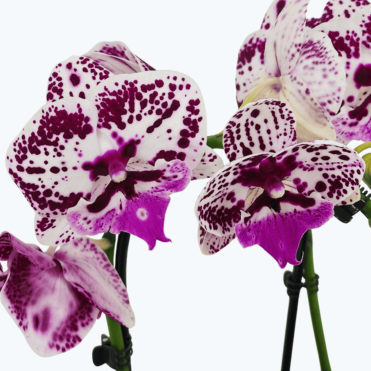 Wasserfall Phalaenopsis weiß mit violetter Zeichnung und 2 Rispen