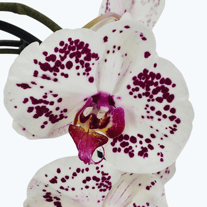 Wasserfall Phalaenopsis weiß mit violetter Zeichnung und 2 Rispen