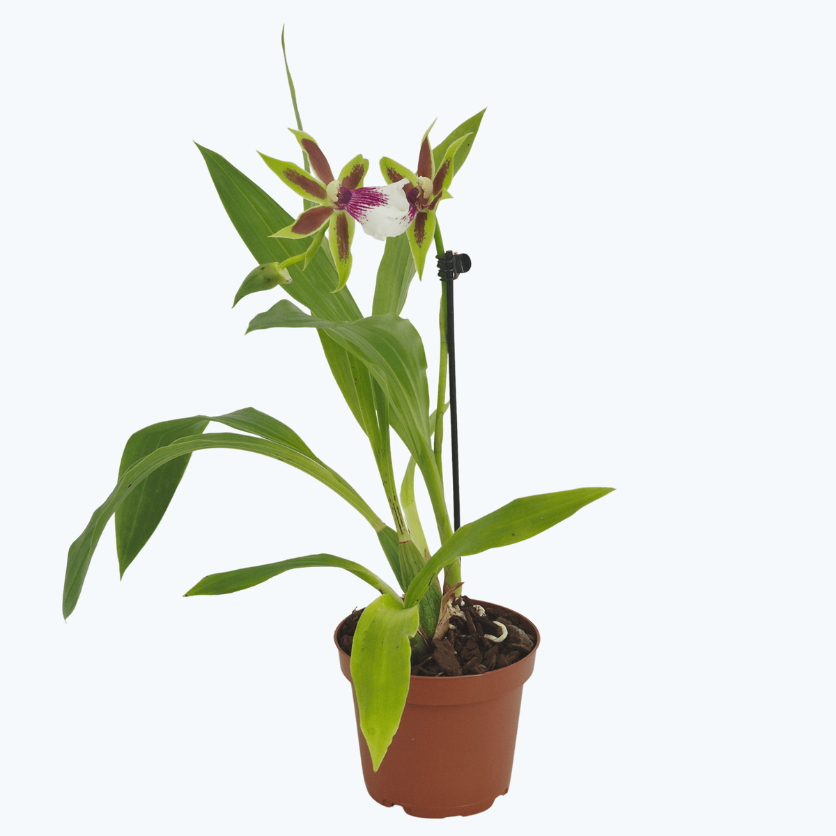 Zygopetalum harlekin im 12cm Topf