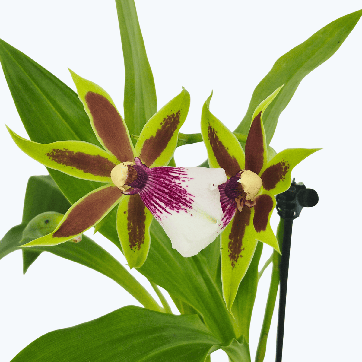 Zygopetalum harlekin im 12cm Topf