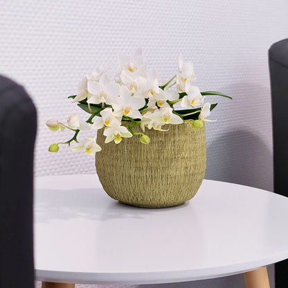 Bonsaiorchidee Nazare mit weißen Blüten und 3+ Rispen