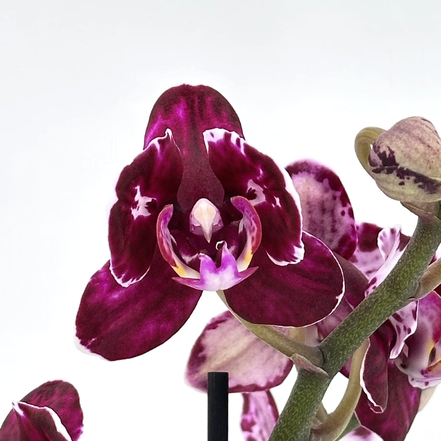 Pelorische Orchidee Table Dance Aliyah Black mit braun-lila Blüten und 2+ Rispen