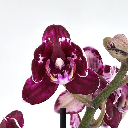 Pelorische Orchidee Table Dance Aliyah Black mit braun-lila Blüten und 2+ Rispen