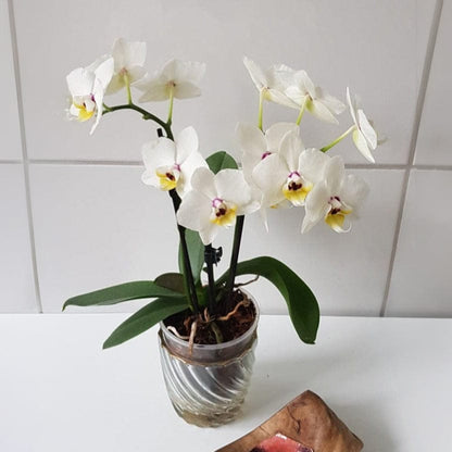 Table Dance Coco mit perlweißen Blüten und 2 Rispen