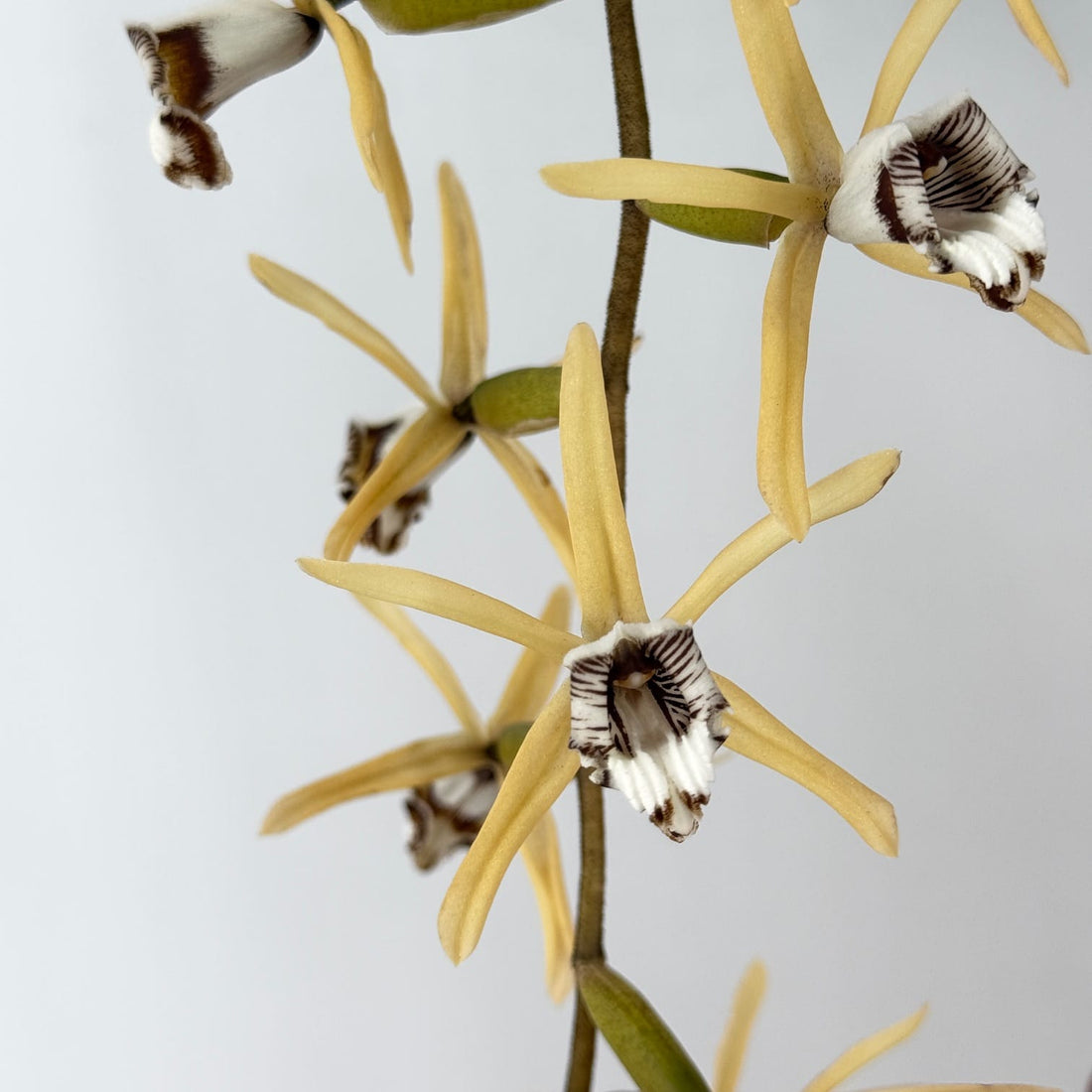 Coelogyne dayana Solitärpflanze im Orchideenkorb mit Rispenansatz - Rarität!