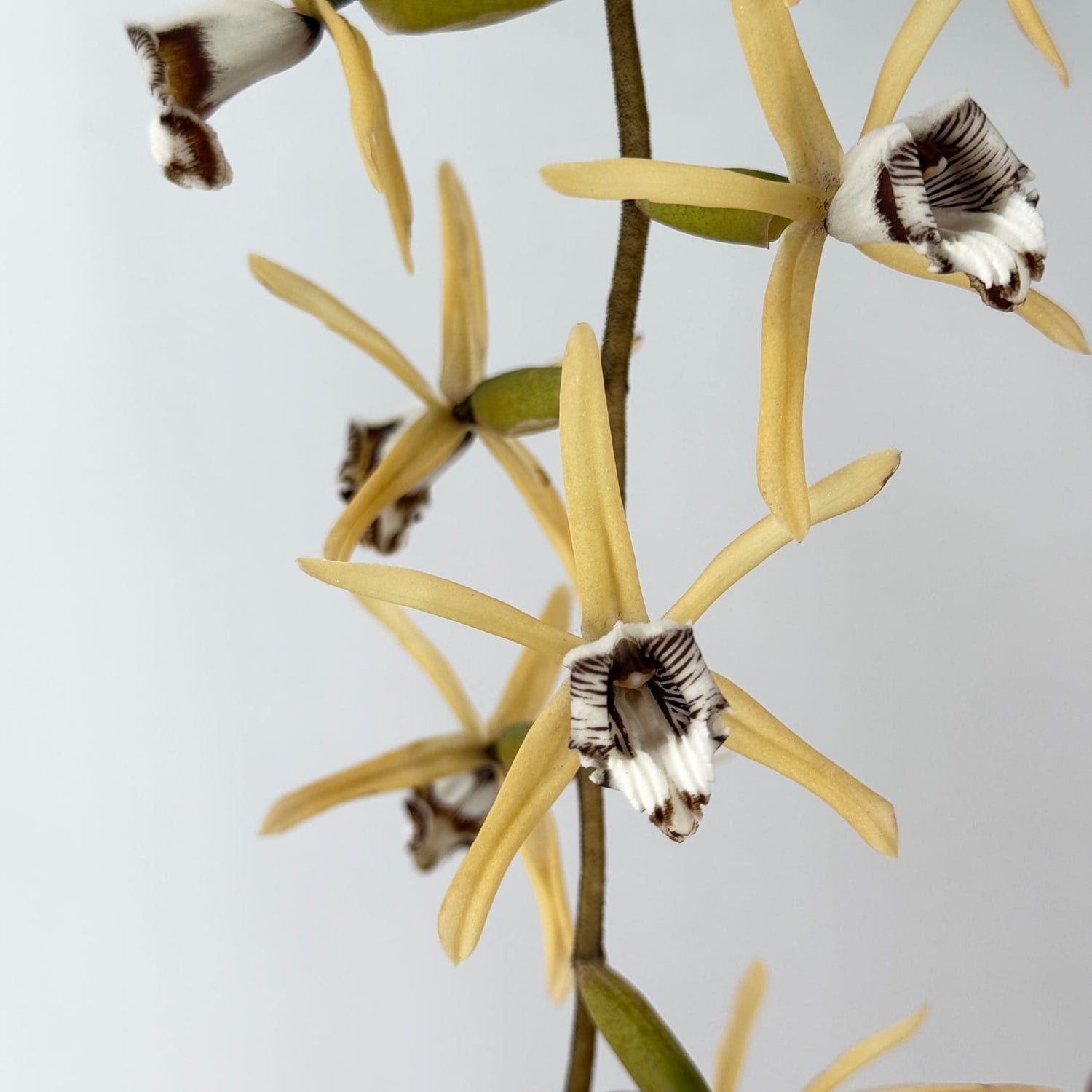 Coelogyne dayana Solitärpflanze im Orchideenkorb mit Rispenansatz - Rarität!