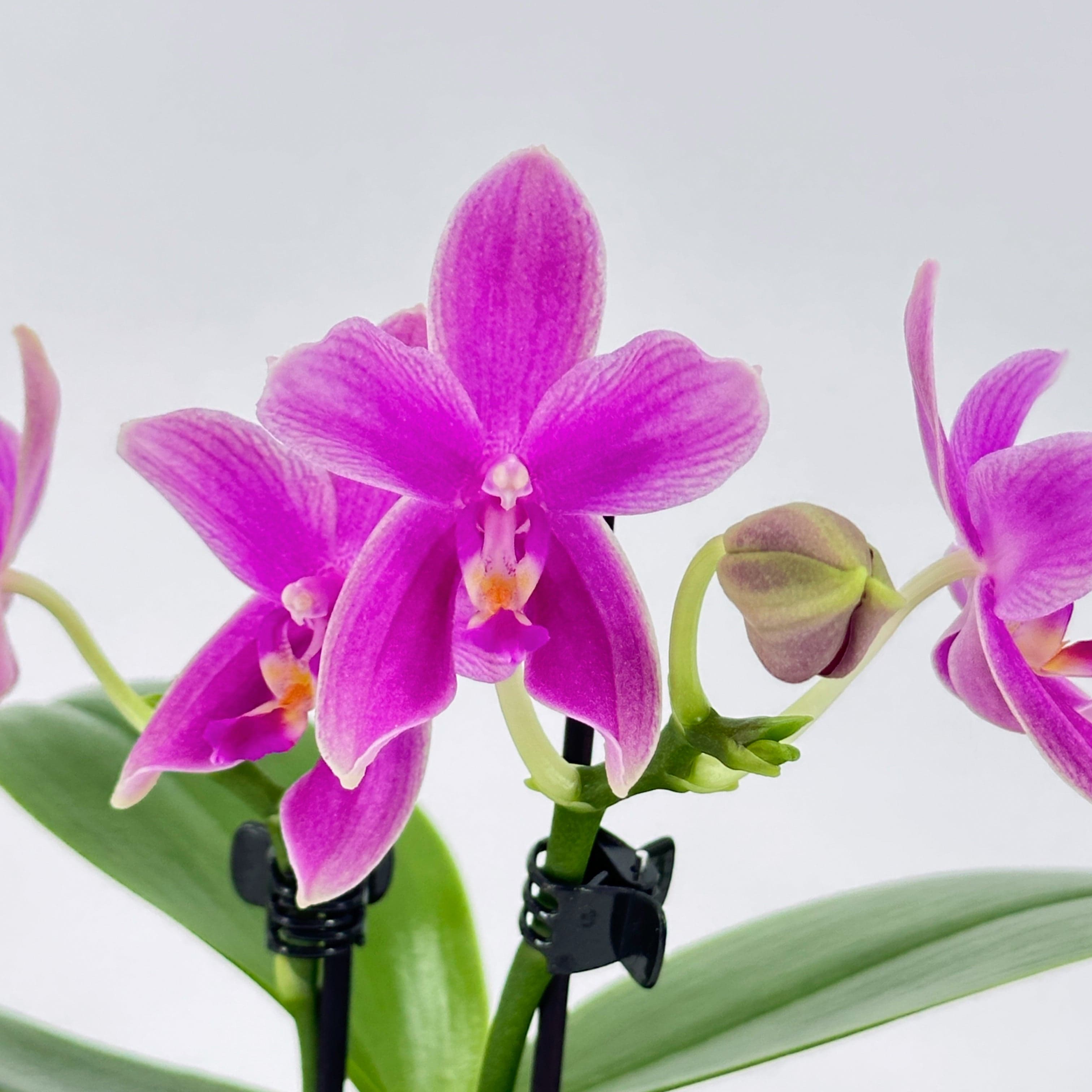 Bonsai Duftorchidee botanic Love Potion mit lila Blüten und 2 Rispen