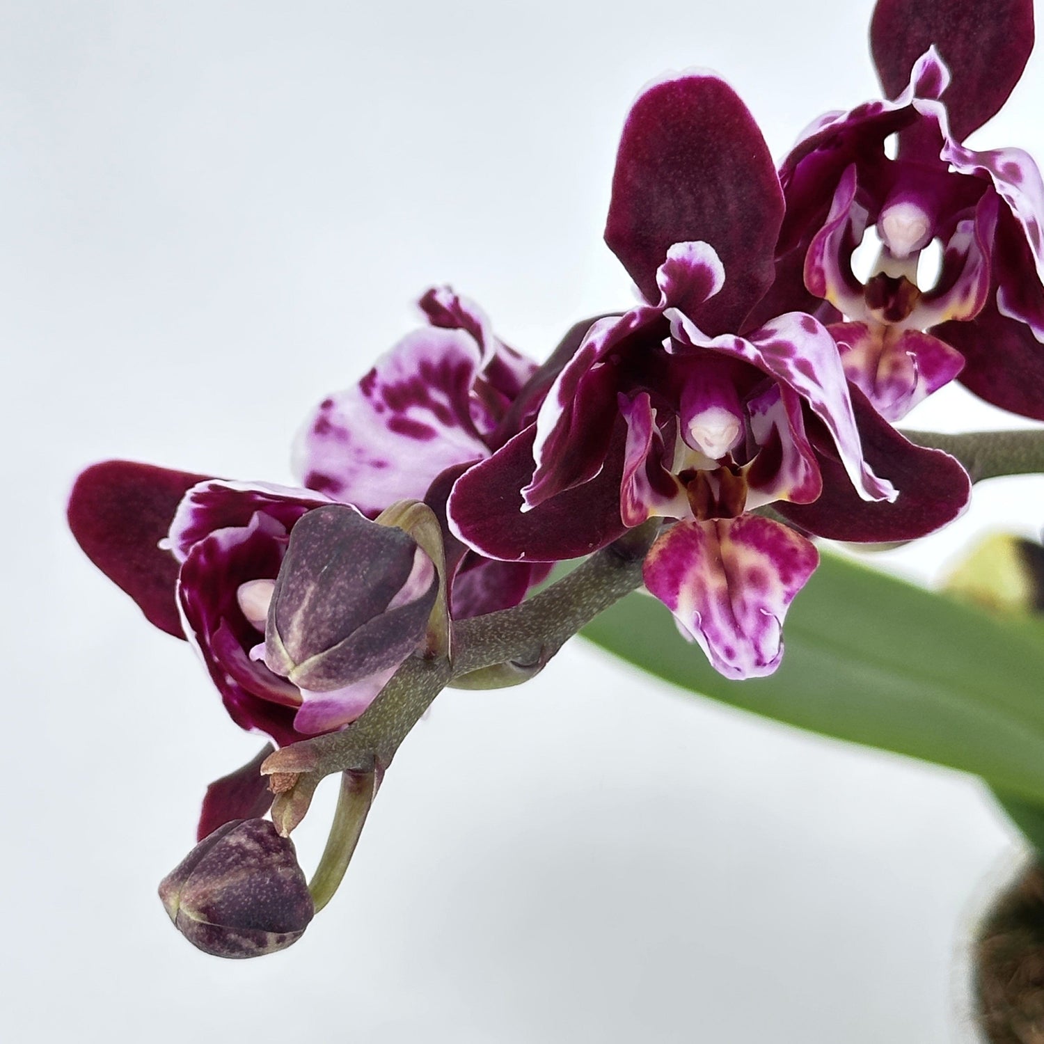 Pelorische Orchidee Table Dance Aliyah Black mit braun-lila Blüten und 2+ Rispen