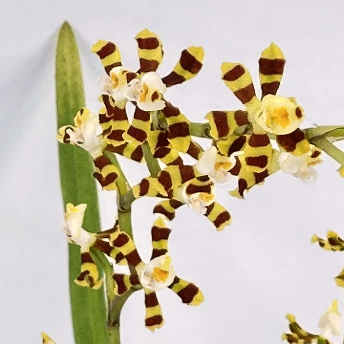 Solenidiopsis tigroides Duftorchidee mit 1+ Rispen Rarität