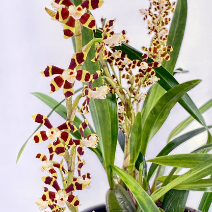 Solenidiopsis tigroides Duftorchidee mit 1+ Rispen Rarität