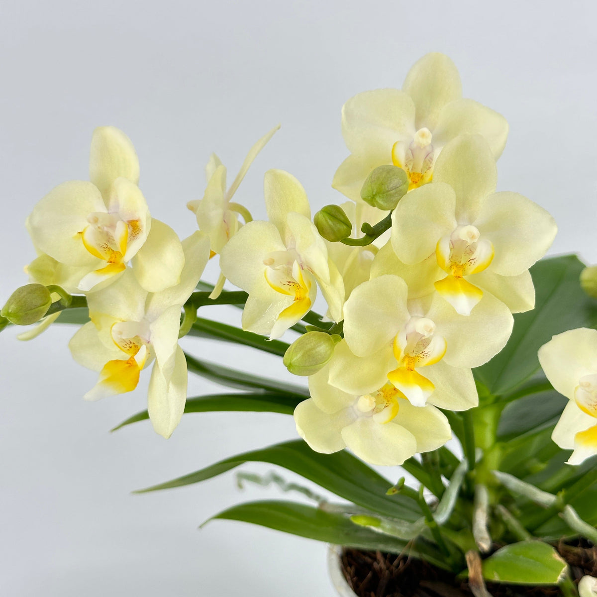 Bonsaiorchidee Better Butter mit hellgelben Blüten und 3+ Rispen
