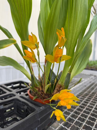 Lycaste aromatica (Kopf-Orchidee)