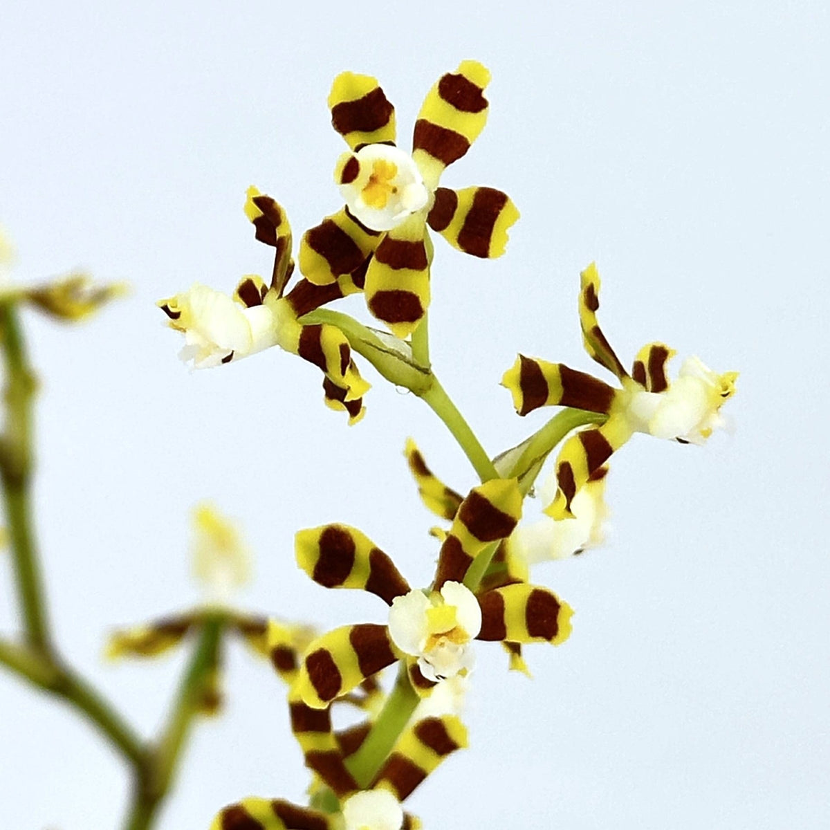 Solenidiopsis tigroides Duftorchidee mit 1+ Rispen Rarität