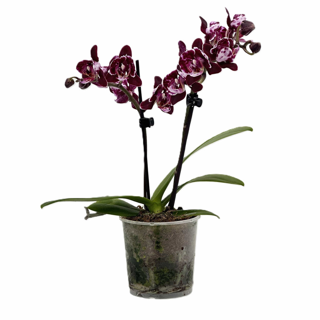 Pelorische Orchidee Table Dance Aliyah Black mit braun-lila Blüten und 2+ Rispen