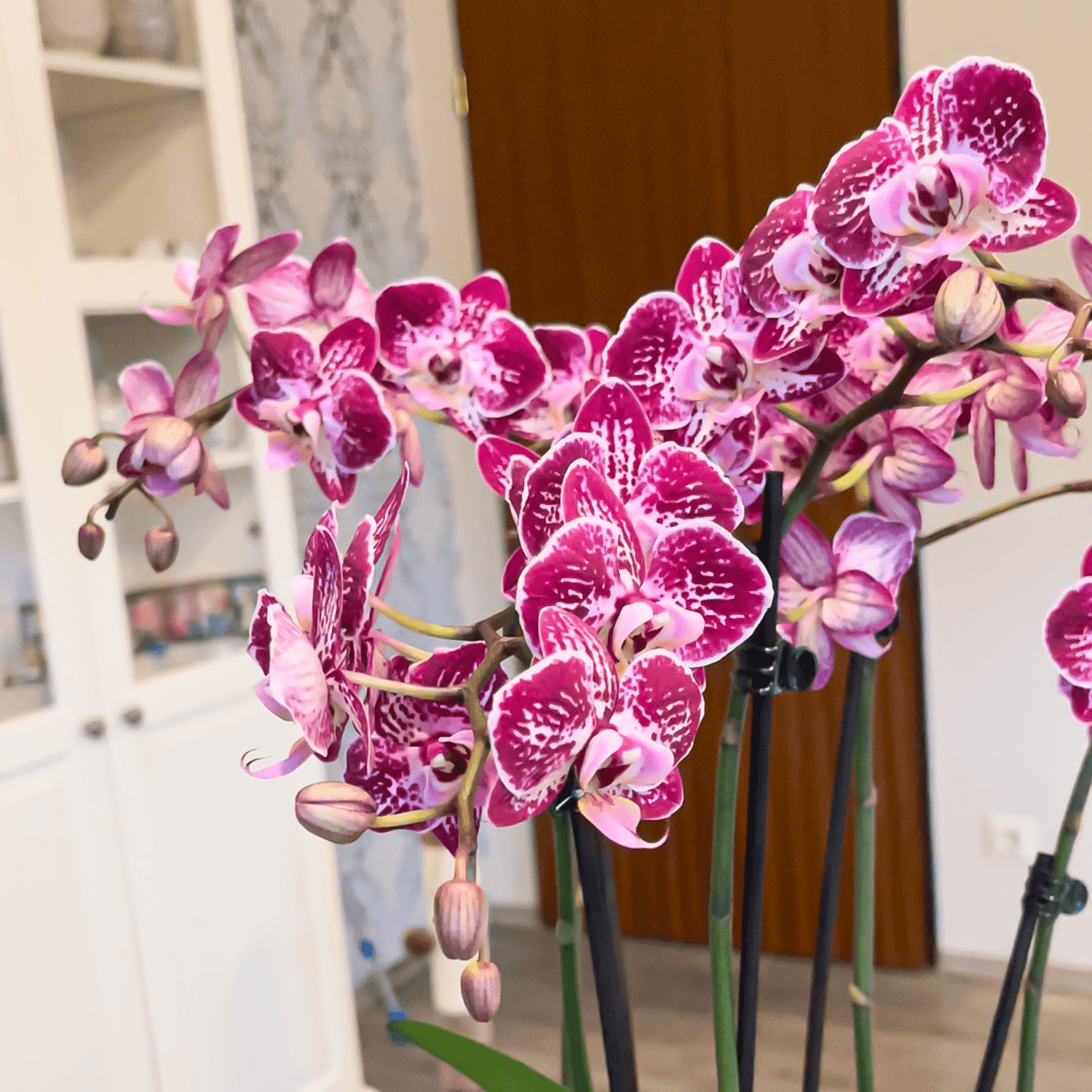 Große Two of Us Coco Purple Rain mit lila-gefleckten Blüten und 5+ Rispen