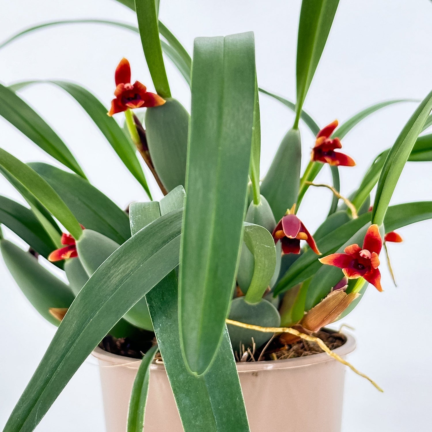 Maxillaria variabilis mit roten Blüten