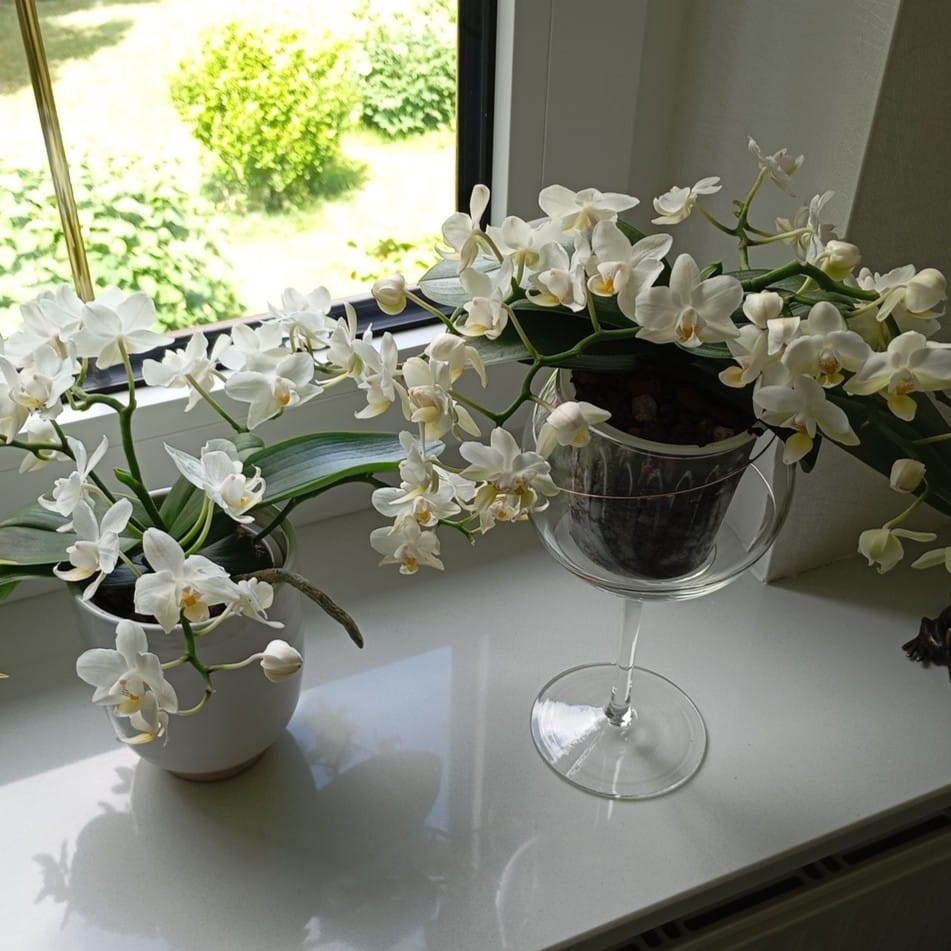 Bonsaiorchidee Nazare mit weißen Blüten und 5+ Rispen