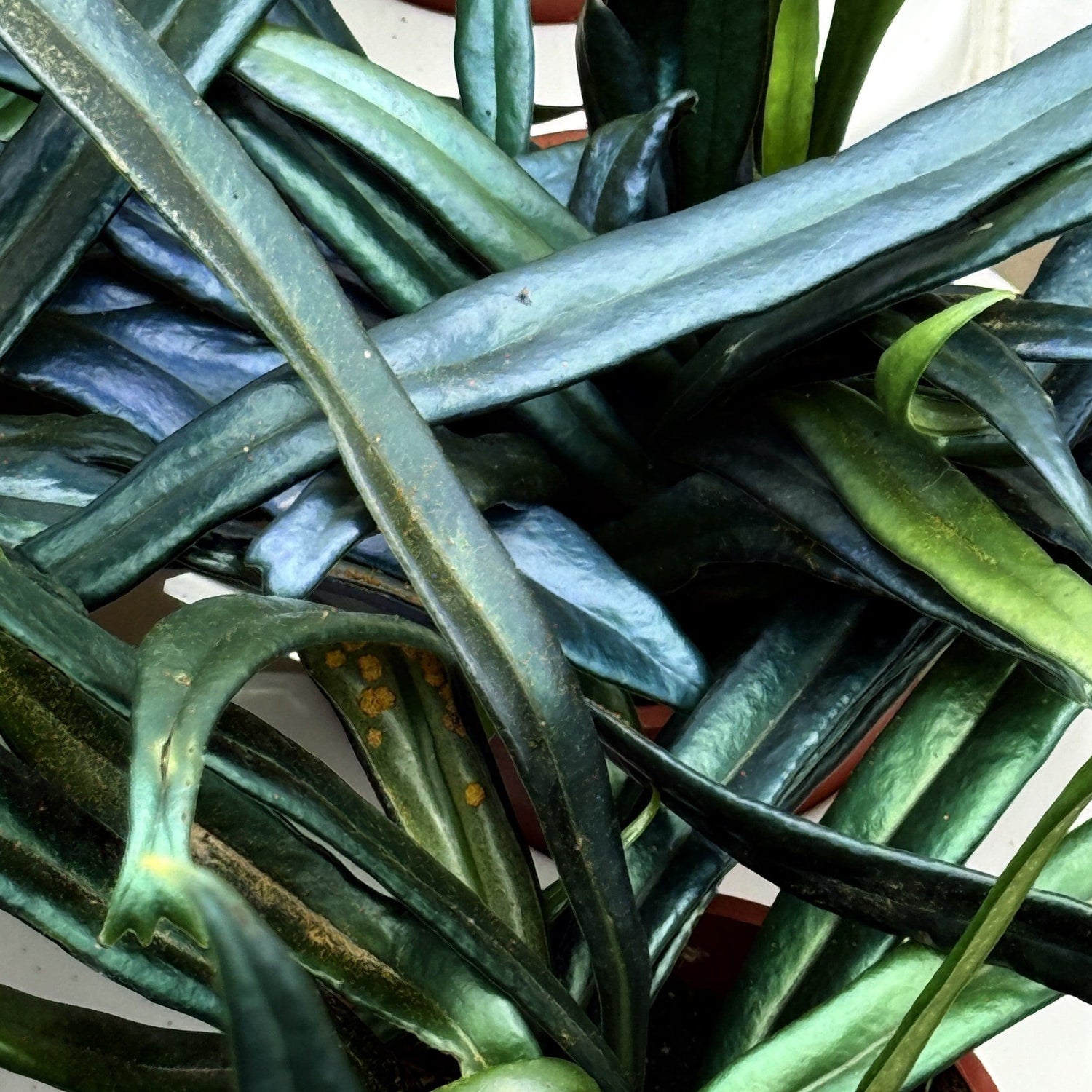 Microsorum thailandicum Metallfarn mit metallisch blauen Blättern im 9cm Topf