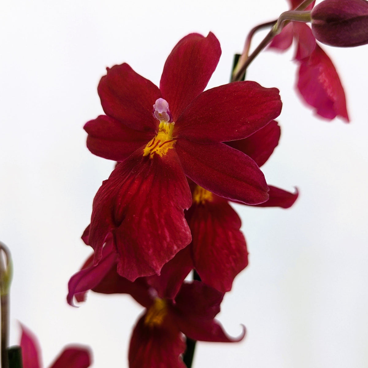 Cambria Orchidee Nelly Isler mit dunkelroten Blüten und 3 Rispen