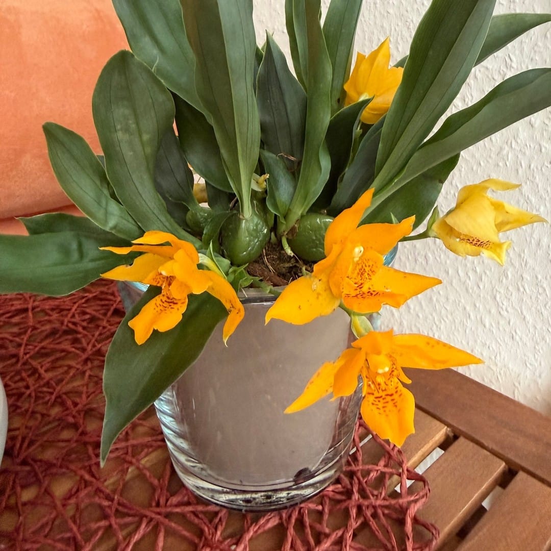 Promenaea Sunlight mit orangefarbenen Blüten