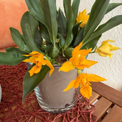 Promenaea Sunlight mit orangefarbenen Blüten