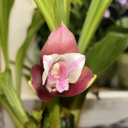 Lycaste Hybride