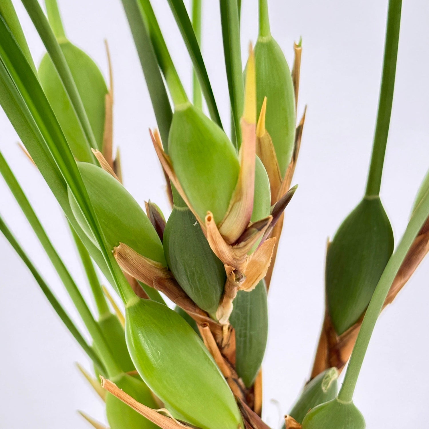 Maxillaria tenuifolia Duftorchidee auf Korkquader