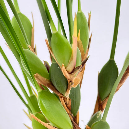 Maxillaria tenuifolia Duftorchidee auf Korkquader