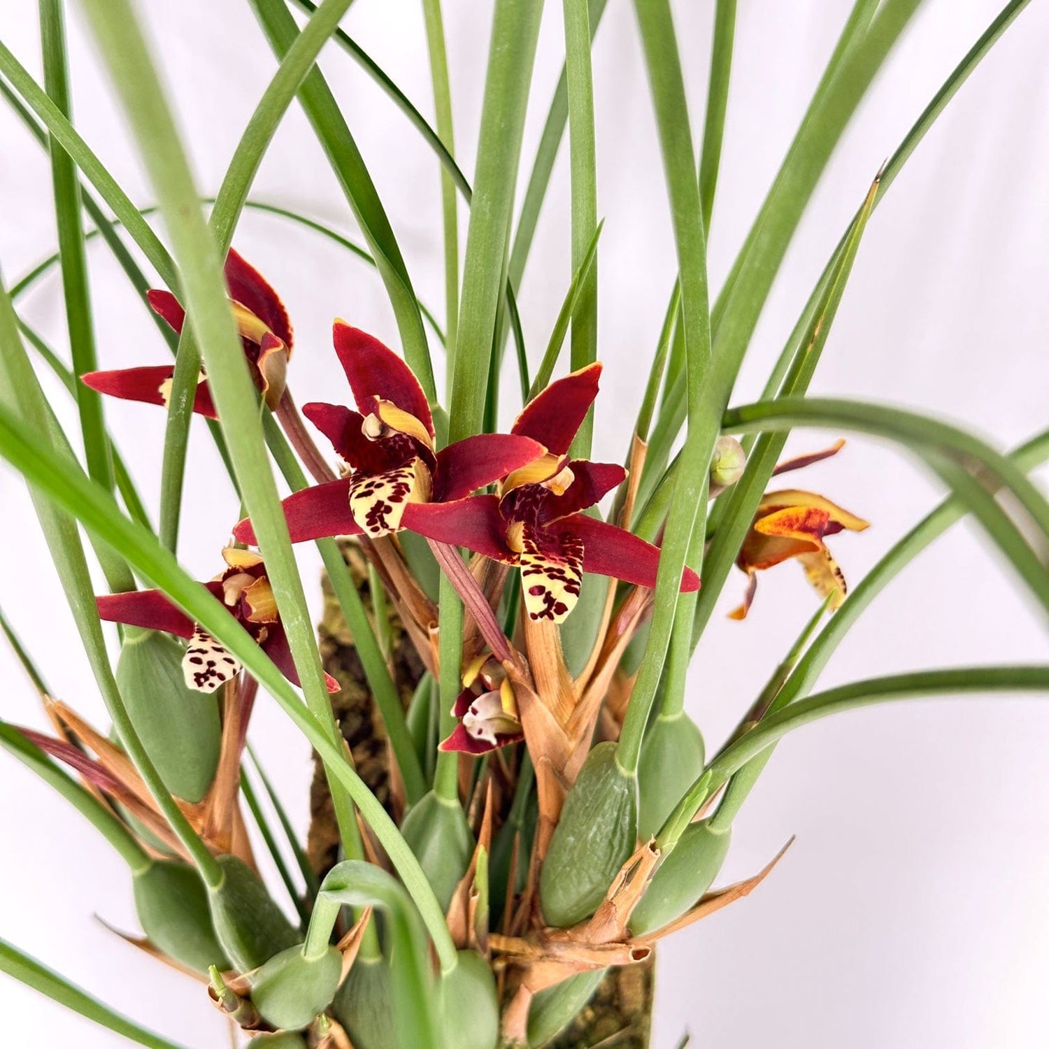 Maxillaria tenuifolia Duftorchidee auf Korkquader