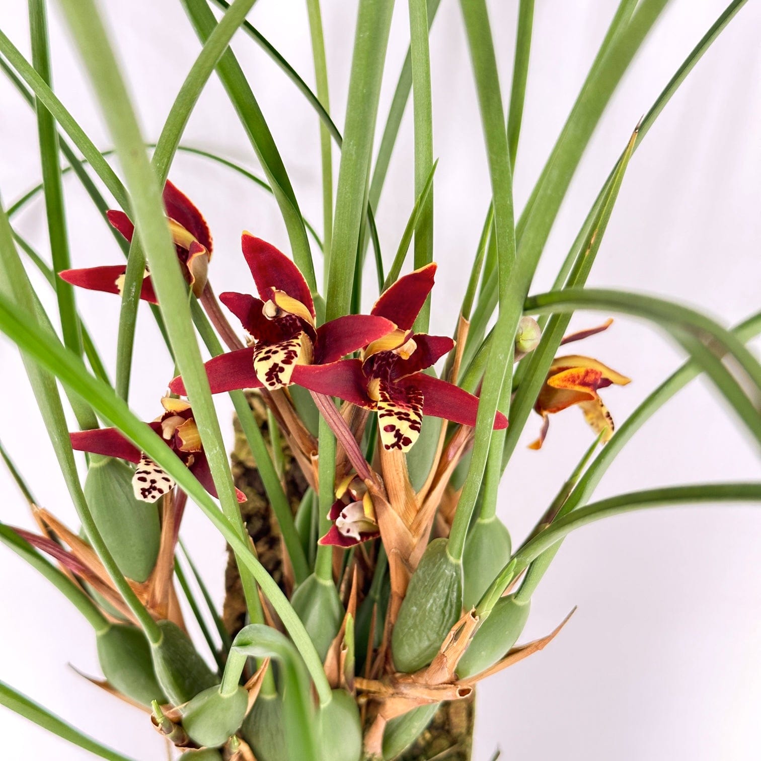 Maxillaria tenuifolia Duftorchidee auf Korkquader