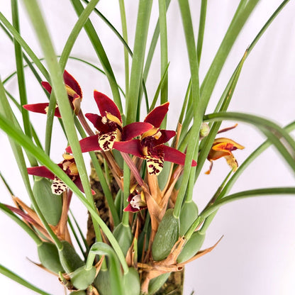 Maxillaria tenuifolia Duftorchidee auf Korkquader