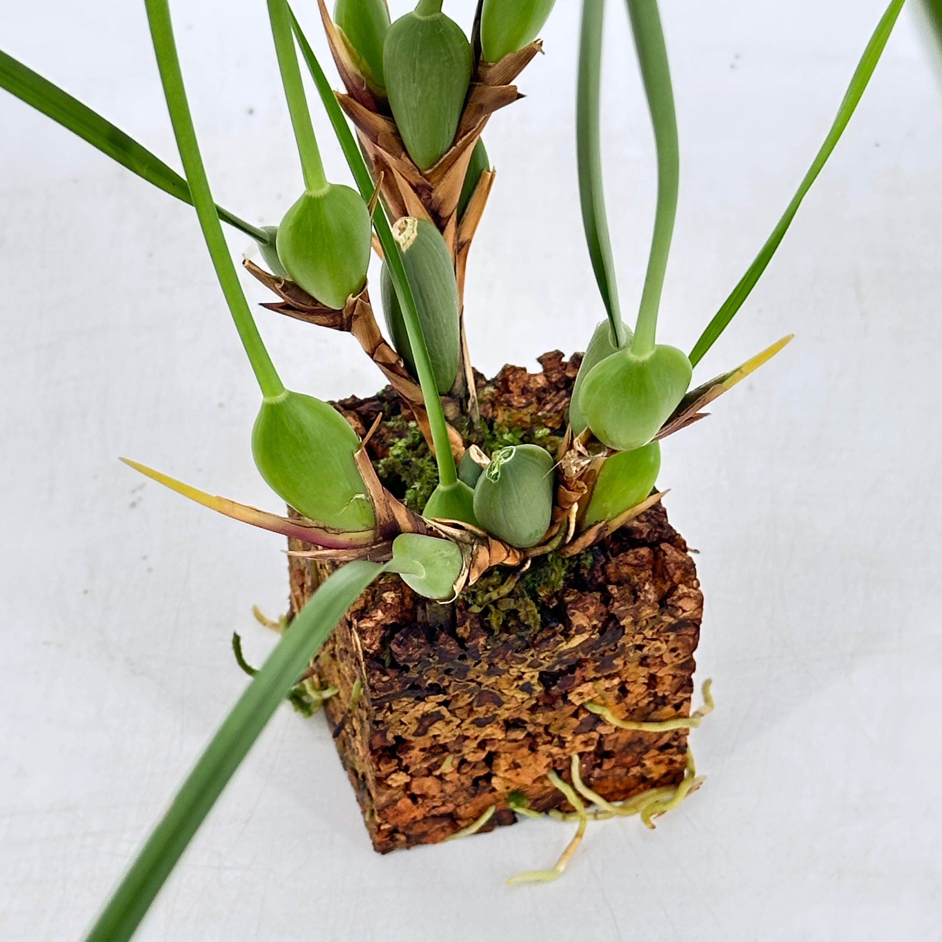 Maxillaria tenuifolia Duftorchidee auf Korkquader