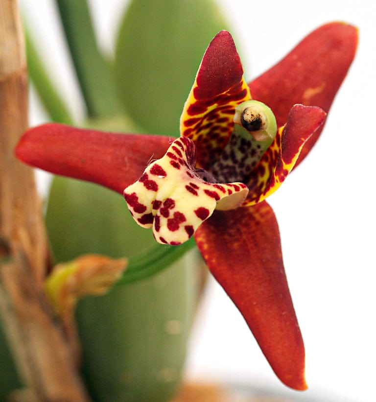 Maxillaria tenuifolia Duftorchidee auf Korkquader