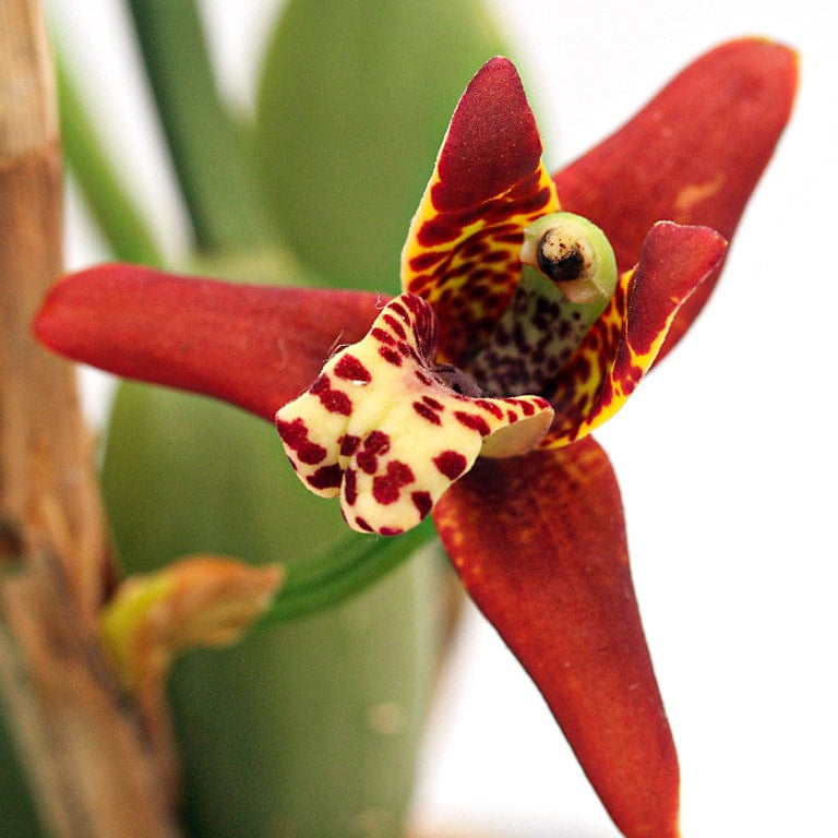 Maxillaria tenuifolia Duftorchidee auf Korkquader
