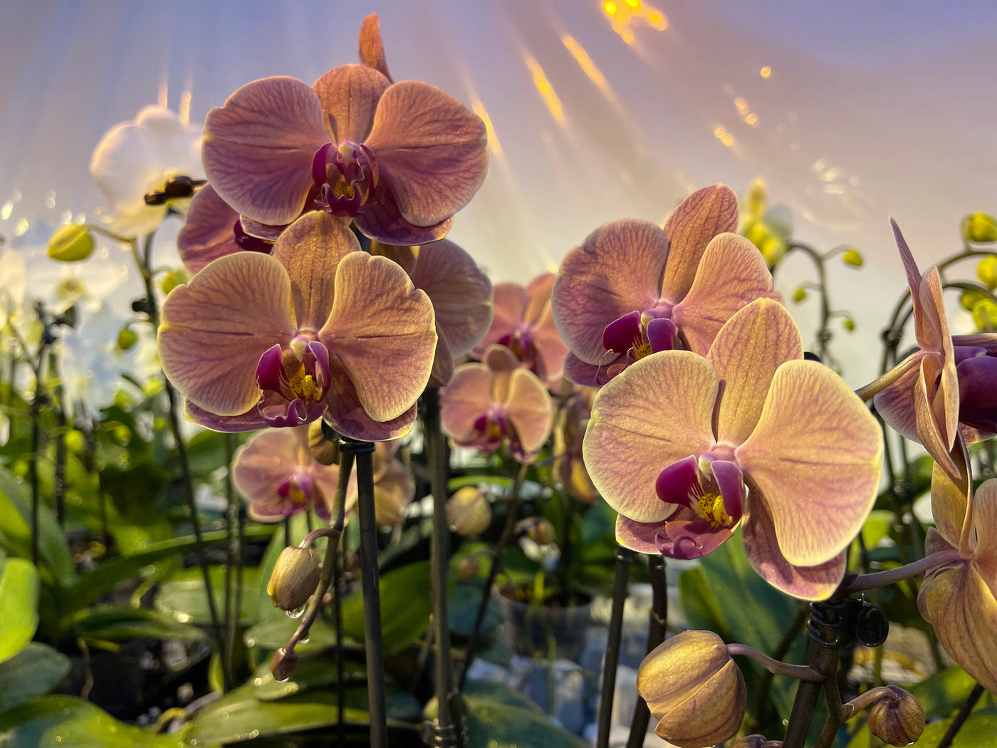 Orchideen kaufen bei Orchideen Klusmann