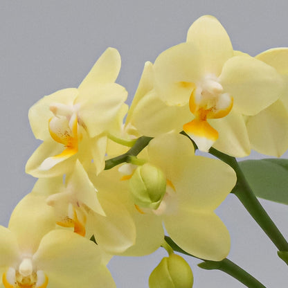 Bonsaiorchidee Better Butter mit hellgelben Blüten und 3+ Rispen