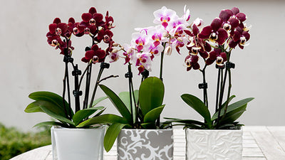 Orchideen im Set