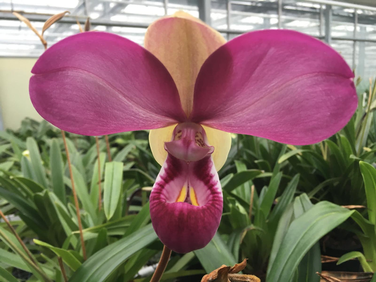 Anden-Frauenschuh Phragmipedium kovachii mit Rispe, Superrarität!!