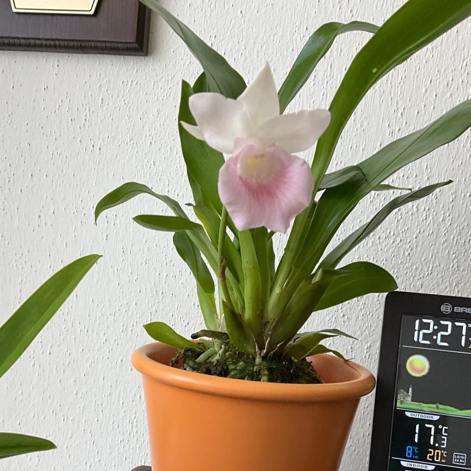 Cochleanthes  Rosalie mit rosa-weißer Blüte und 2+Rispen im 12cm Topf